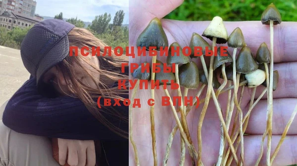 гашик Белокуриха